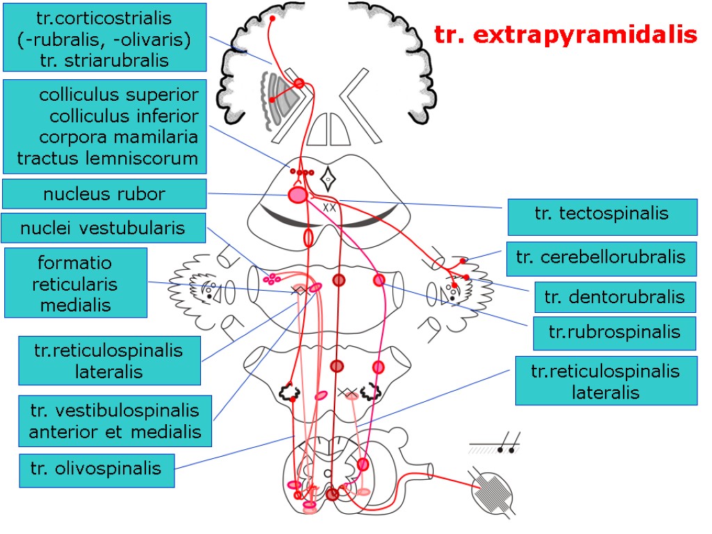 tr.corticostrialis (-rubralis, -olivaris) tr. striarubralis tr.rubrospinalis colliculus superior colliculus inferior corpora mamilaria tractus lemniscorum